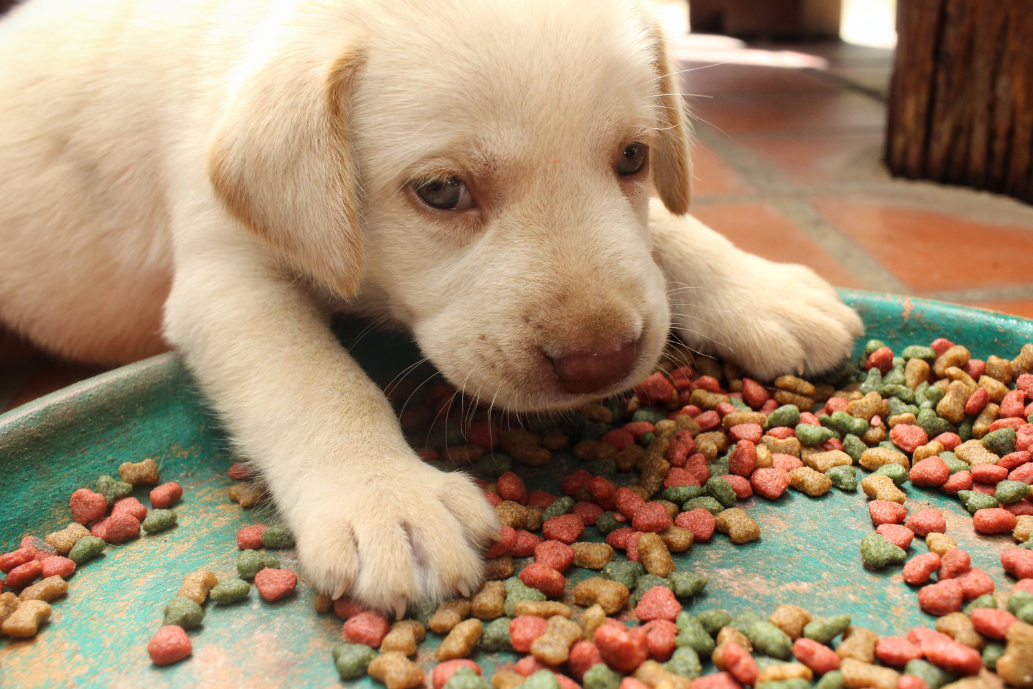 7 Indicators of Food Allergies in Dogs