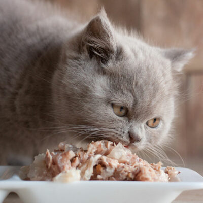 DIY Tasty Cat Treats to Make at Home