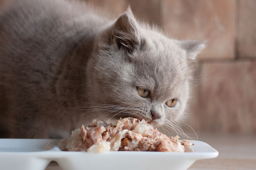 DIY Tasty Cat Treats to Make at Home