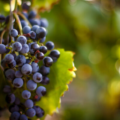 Human Foods That Are Dangerous For Pets