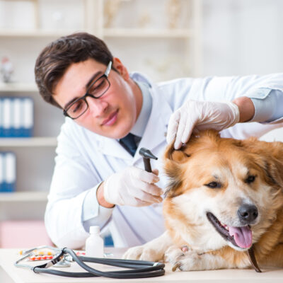 Natural Remedies for Fleas in Dogs