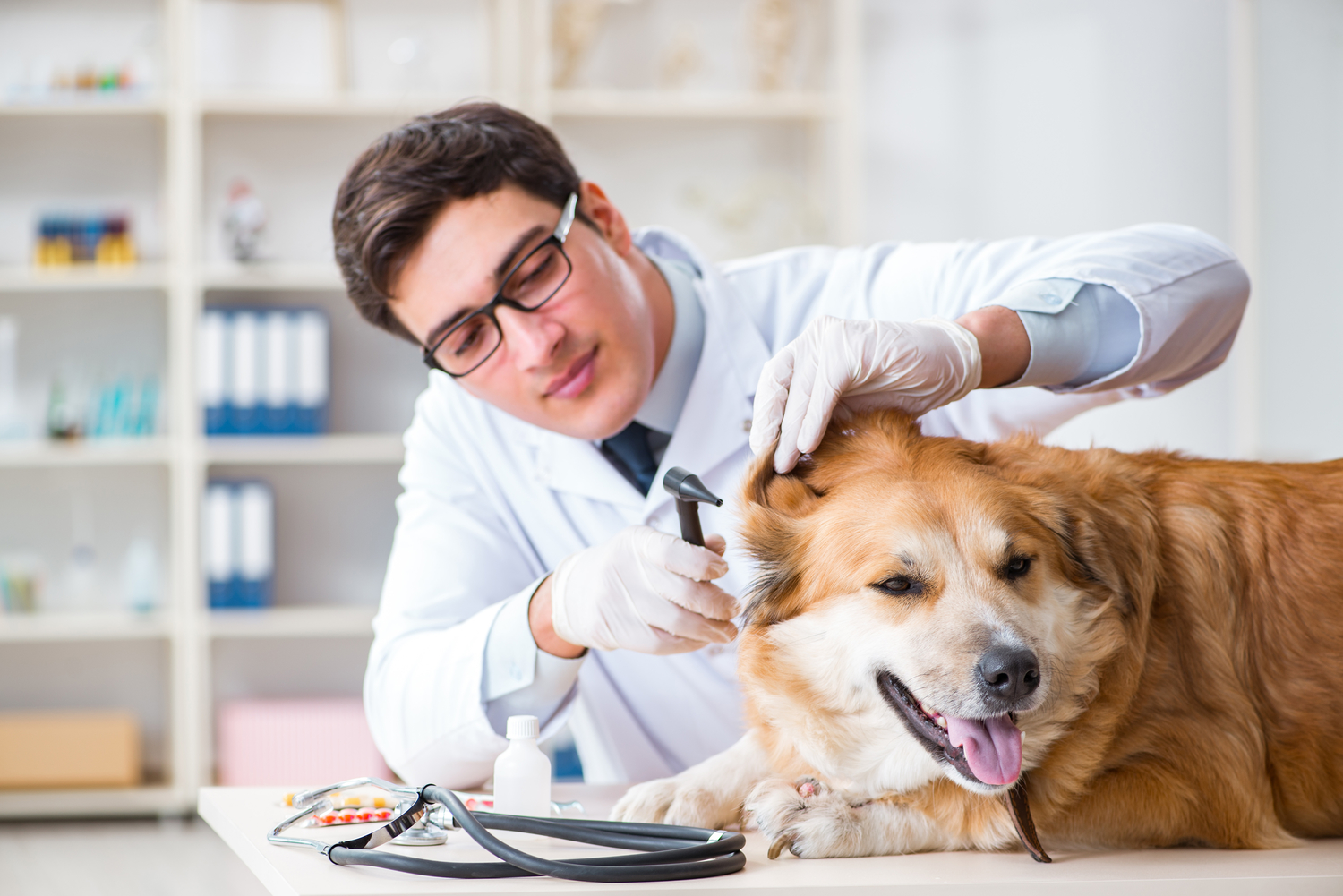 Natural Remedies for Fleas in Dogs