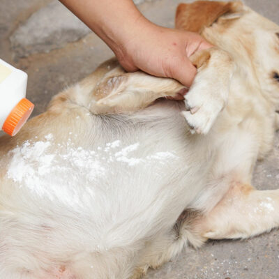 Tips for Getting Rid of Fleas