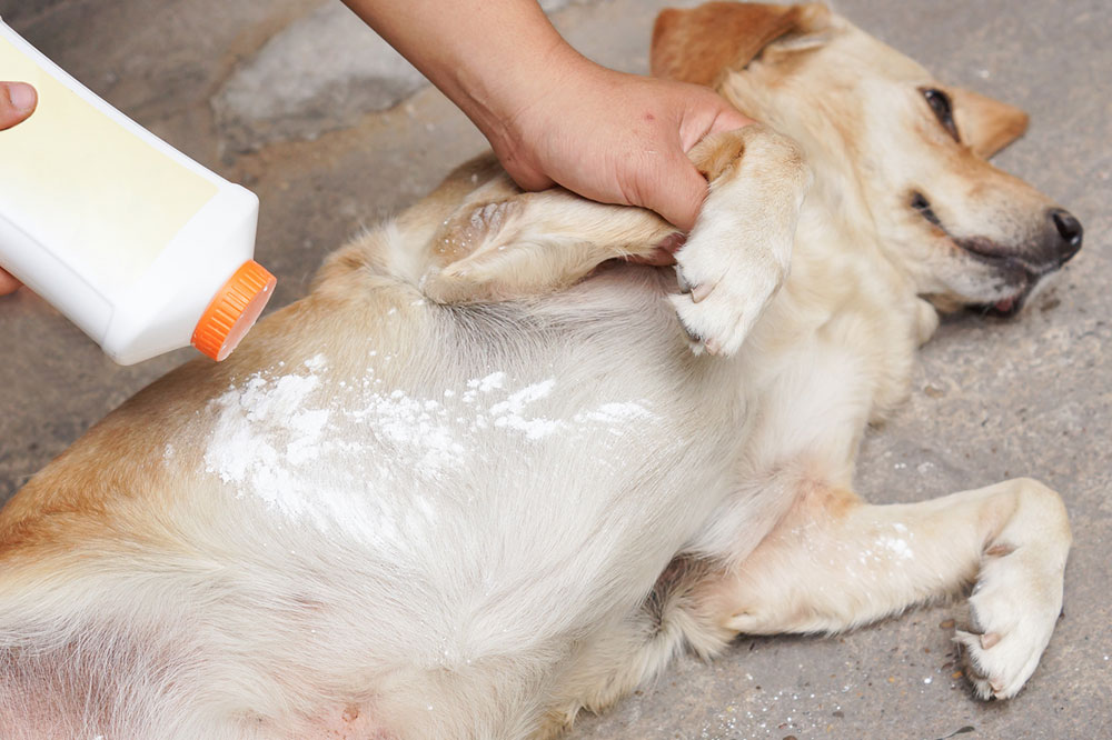 Tips for Getting Rid of Fleas